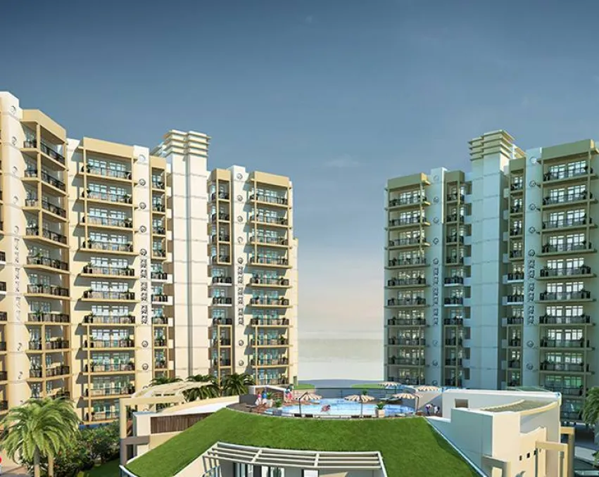 Orris Aster Court Premier